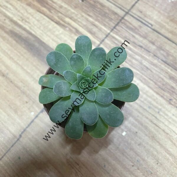 Greenovia 5,5 cm saksıda