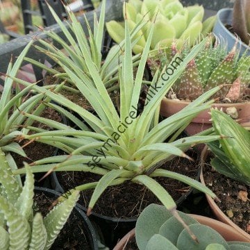 Agave stricta Nana 6.7 cm lik saksıda
