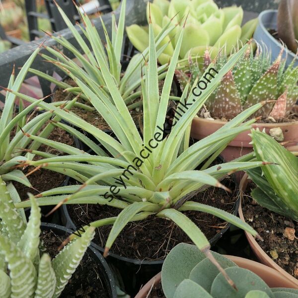 Agave stricta Nana 6.7 cm lik saksıda