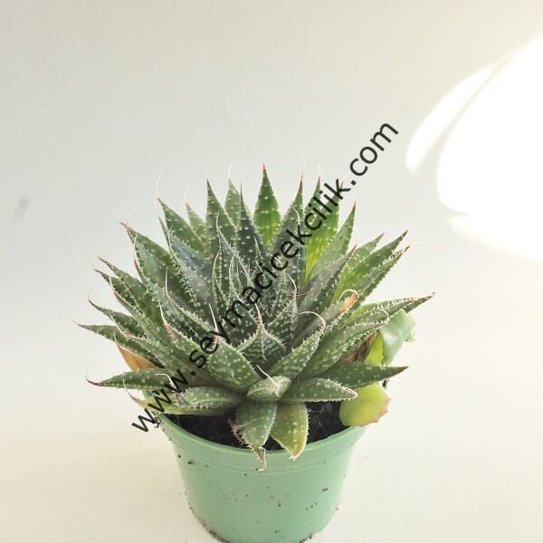 Aloe Aristata 6.7 cm saksıda