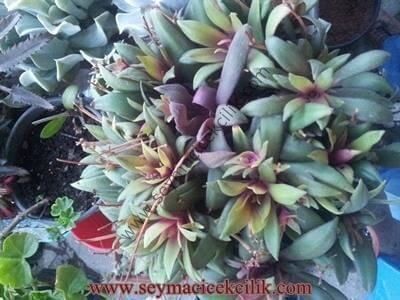 Crassula Orbicularis var Rosularis