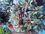 Crassula Orbicularis var Rosularis