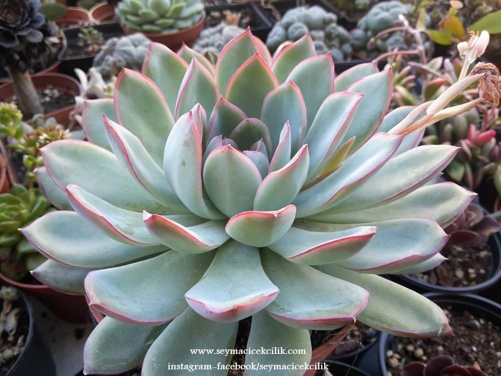 Echeveria Apus