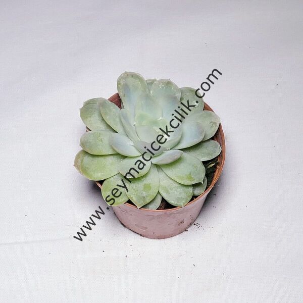 Echeveria Fleur Blanc