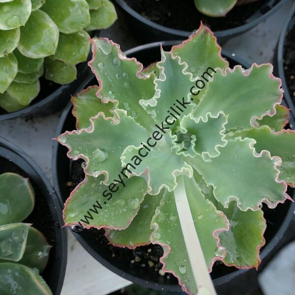 Echeveria Ballerina 12 cm- Ücretsiz kargo