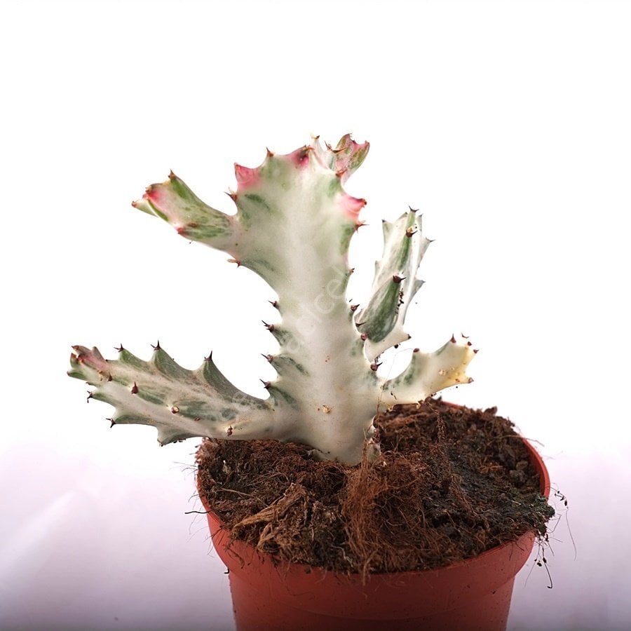 Euphorbia lactea cv. White Ghost