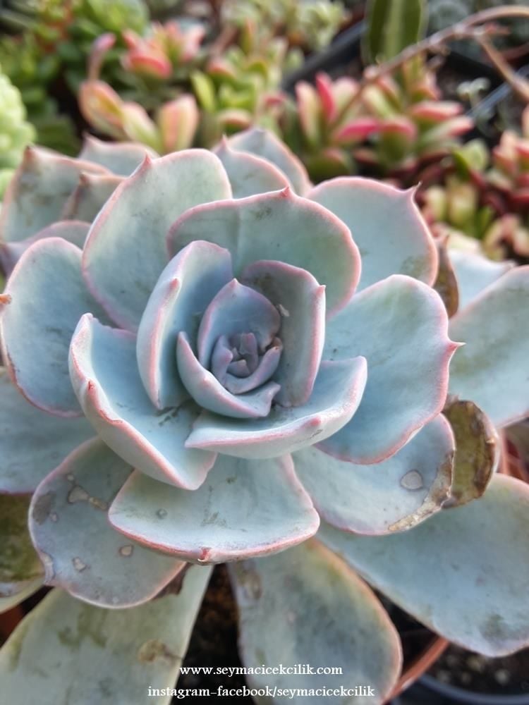 Echeveria Peacockii