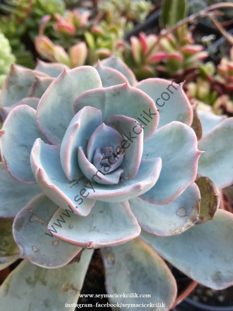 Echeveria Peacockii