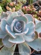Echeveria Peacockii