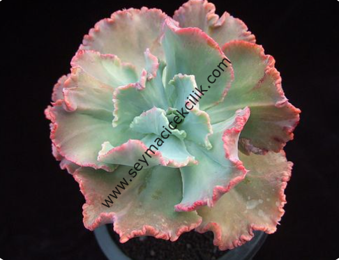 Echeveria Harry Butterfield