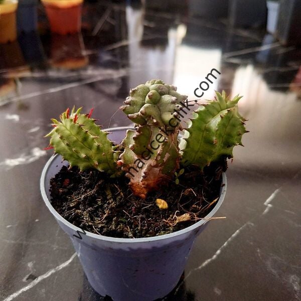 Euphorbia Horrida Monstruosa