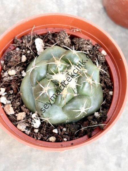 Gymnocalycium model 1