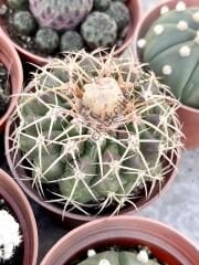 Discocactus 6.7 cm lik saksı