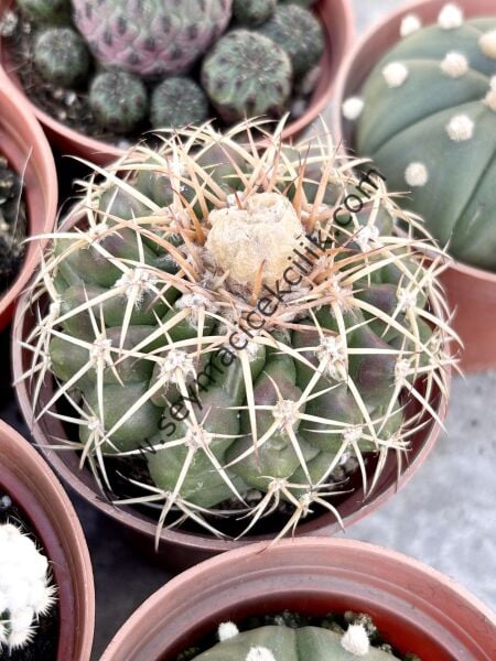 Discocactus 6.7 cm lik saksı