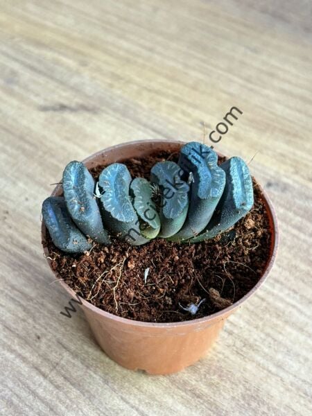 Haworthia Turuncata model2  5,5 cm lik saksı