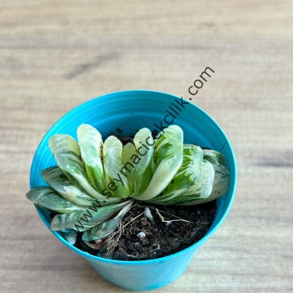 Haworthia Turuncata variegata 5,5 cm lik saksı