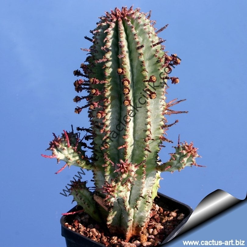 Euphorbia Pseudomammillaris