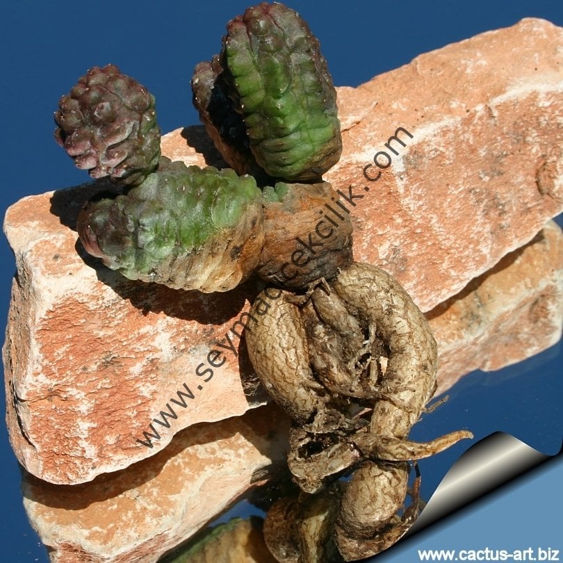 Euphorbia Pseudoglobosa