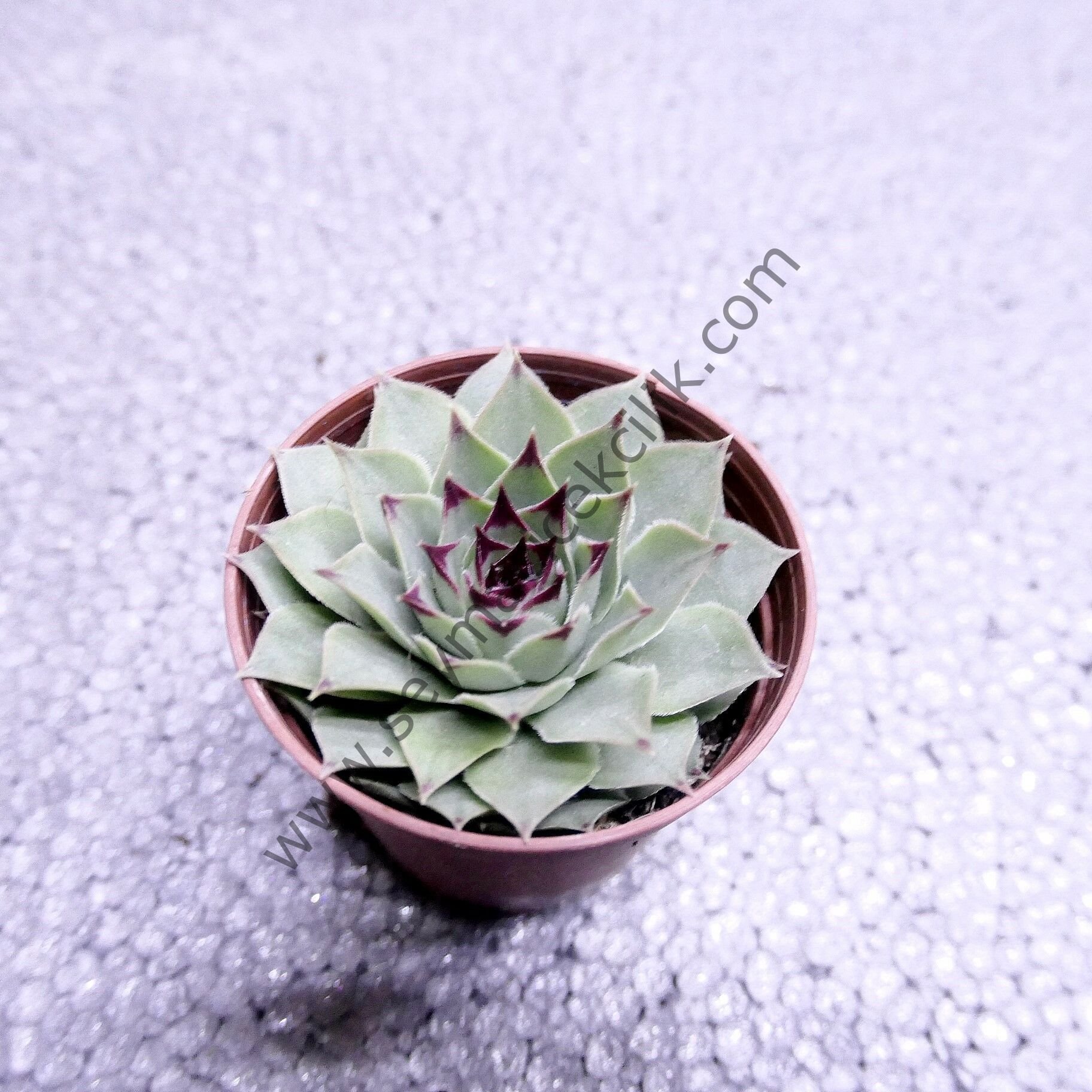 Sempervivum Calcareum Greenii 5.5 cm lik saksıda