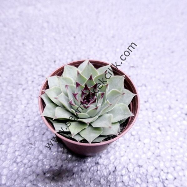 Sempervivum Calcareum Greenii 5.5 cm lik saksıda