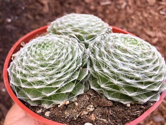 Sempervivum Arachnoideum Cebenese