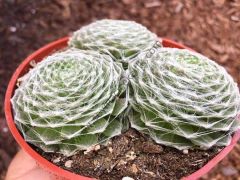 Sempervivum Arachnoideum Cebenese