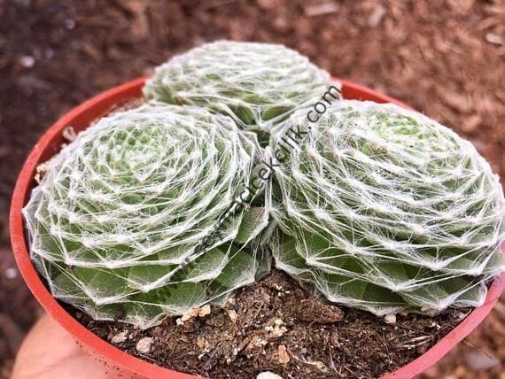 Sempervivum Arachnoideum Cebenese