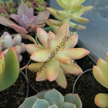 Sedum Nussbaumerianum