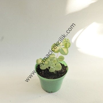 Sedum Sieboldi Veriegata