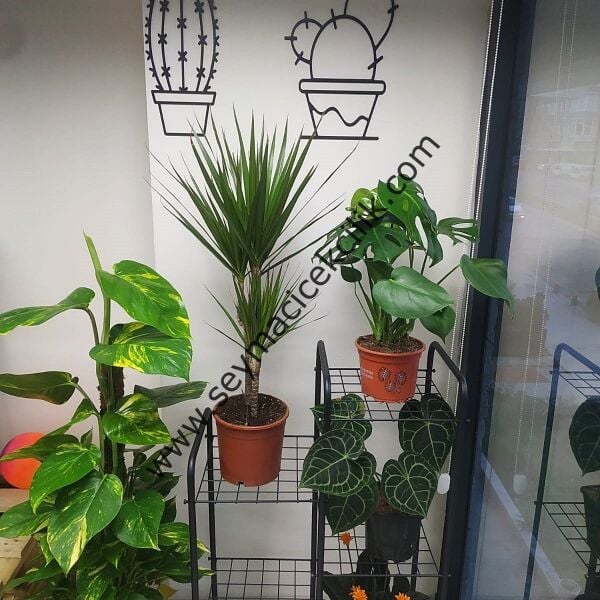 Çiçek Rafı Metal- 5 Raflı- ücretsiz kargo