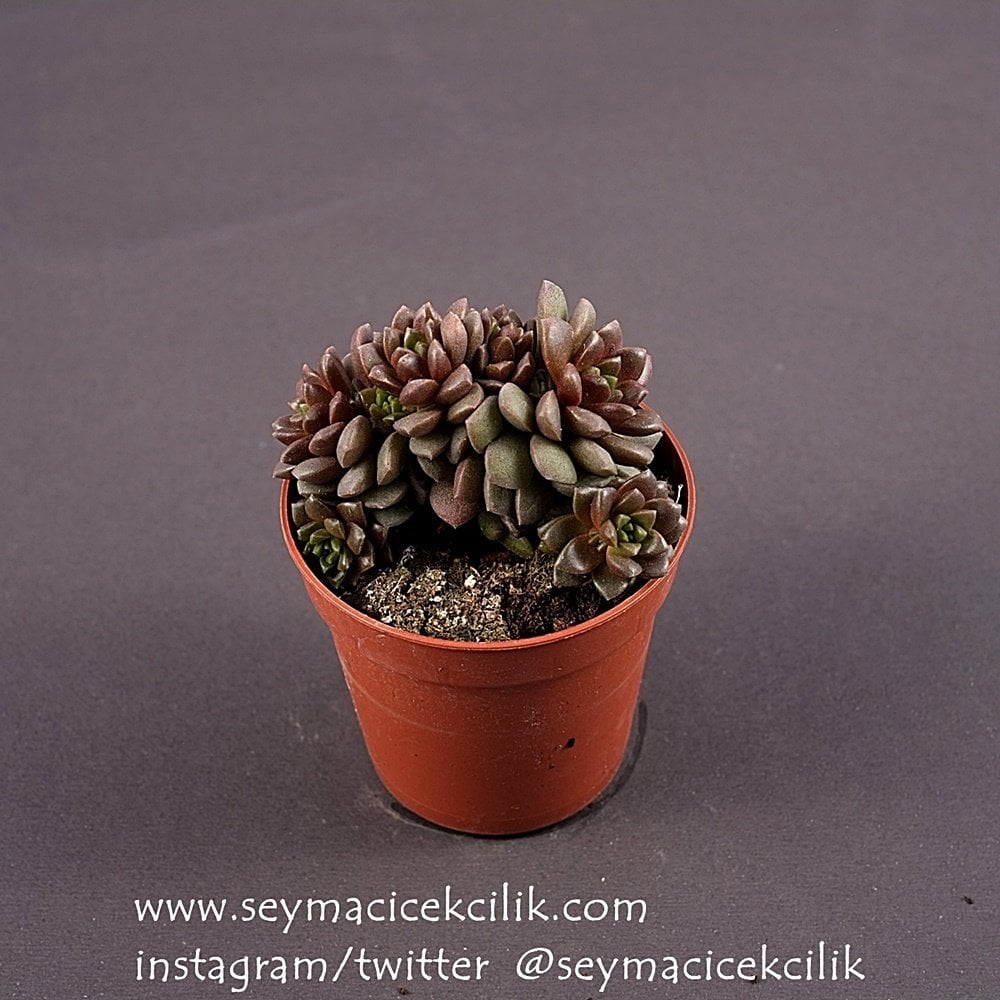 Cremnosedum Little Gem