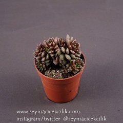 Cremnosedum Little Gem