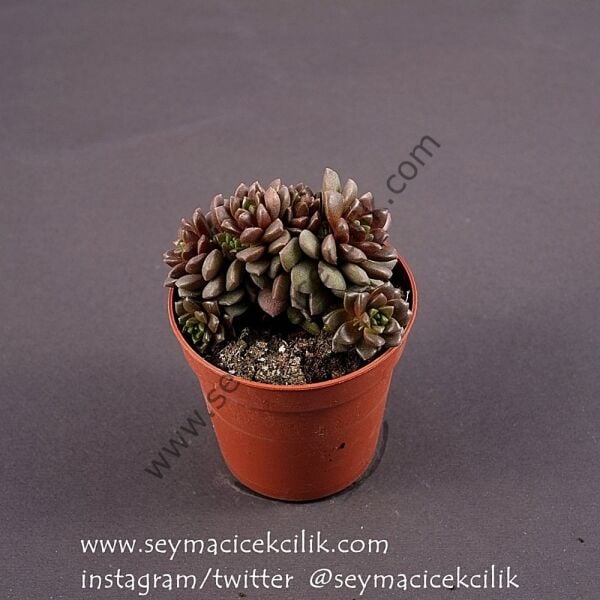 Cremnosedum Little Gem