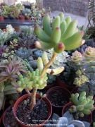 Sedum Furfuraceum