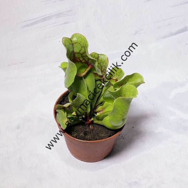 Sarracenia Purpurea