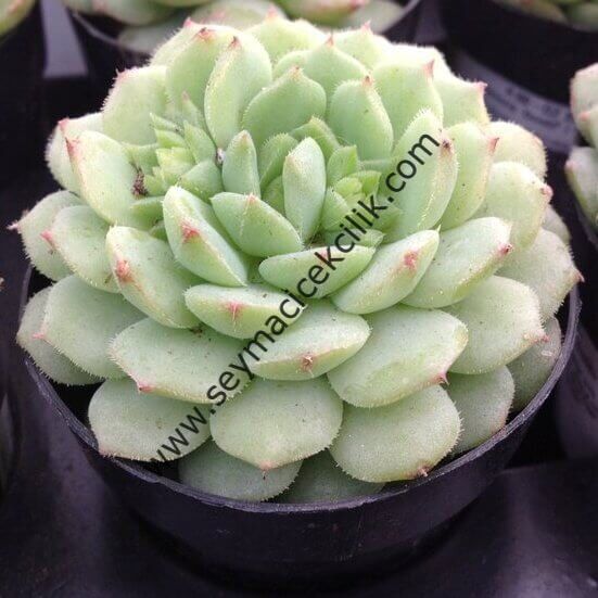 Echeveria Dondo