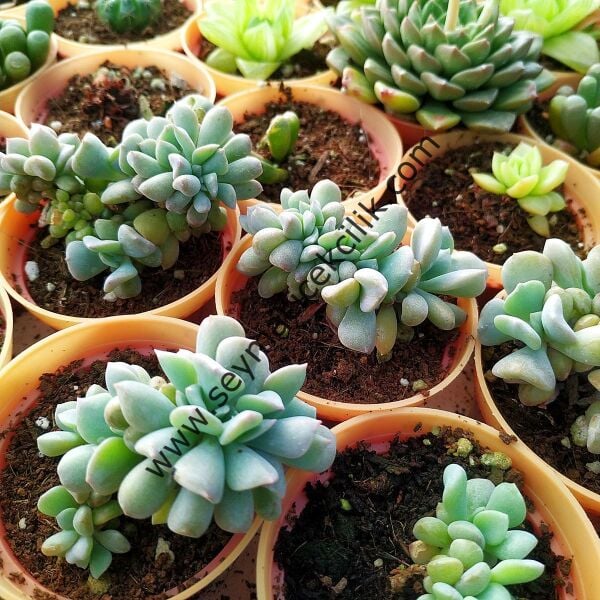 Echeveria Cubic Frost PPA Cristat