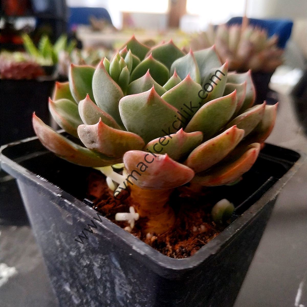Echeveria Mazarine