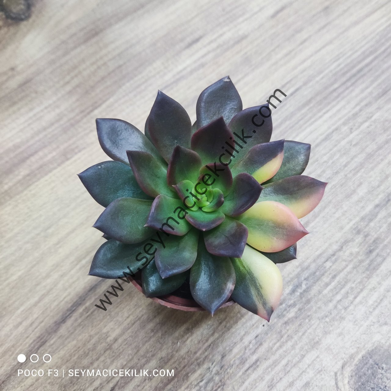 Echeveria Black Prince variegata