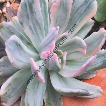 Echeveria hoveyi