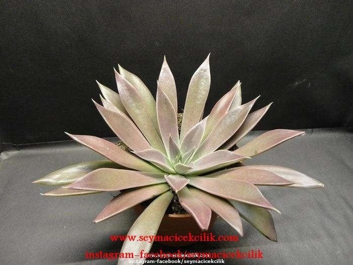 Echeveria Brown Sugar
