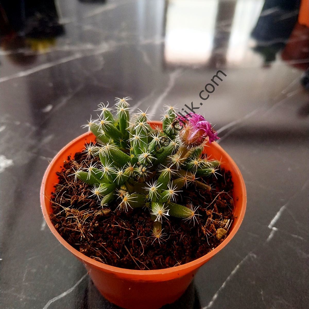 Trichodiadema 6,7 cm lik saksıda