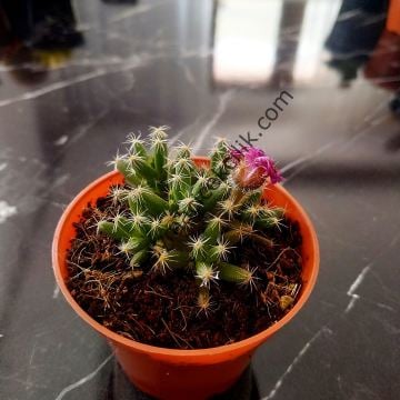 Trichodiadema 6,7 cm lik saksıda