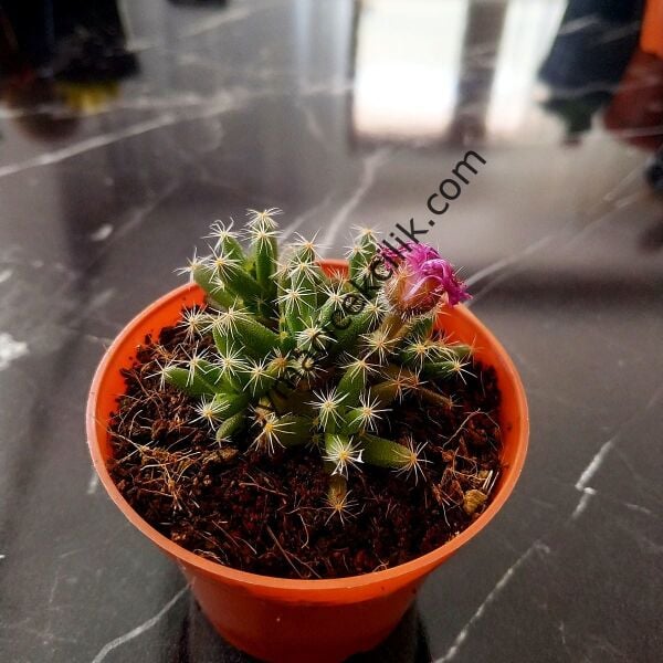 Trichodiadema 6,7 cm lik saksıda