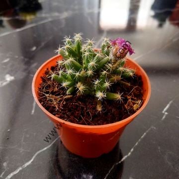 Trichodiadema 6,7 cm lik saksıda