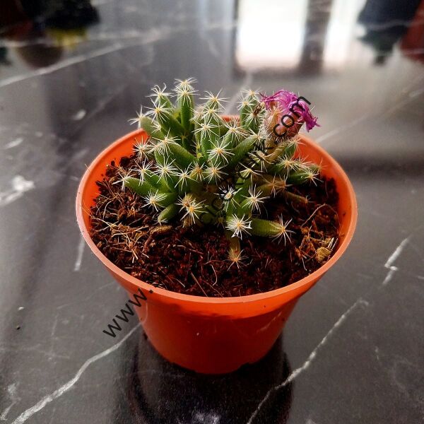 Trichodiadema 6,7 cm lik saksıda