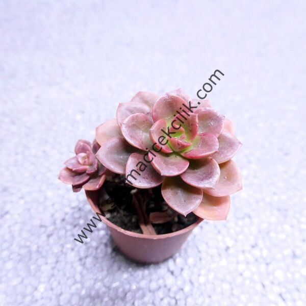 Echeveria Melaco 5,5 cm lik saksıda