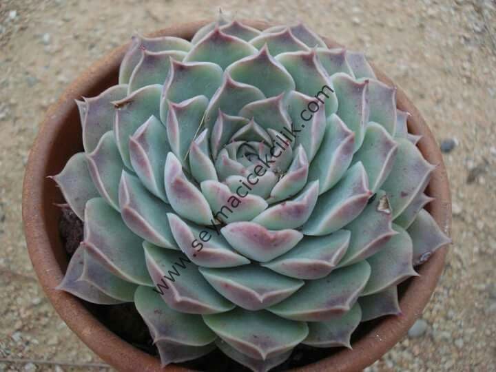 Echeveria Hyalina