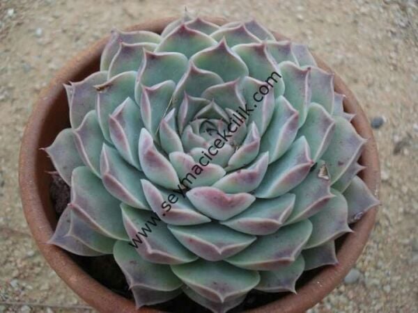 Echeveria Hyalina