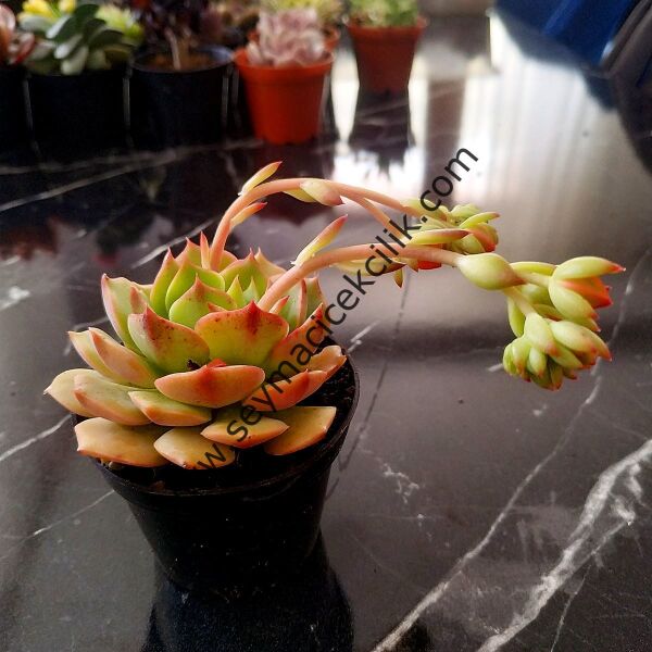 Echeveria Dondo ssp.